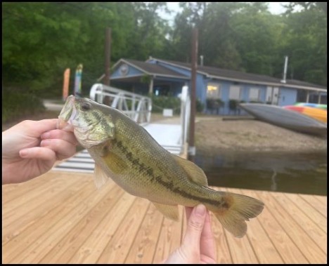 7.2.26 hinckley fish 2