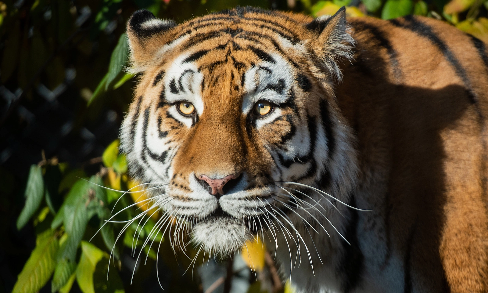 thumbnail-zoo.webp