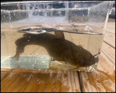 7.2.26 hinckley fish 4