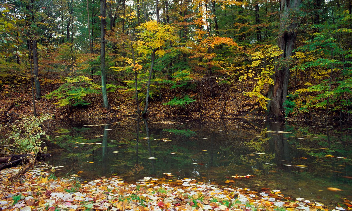 Fall-pond.jpg
