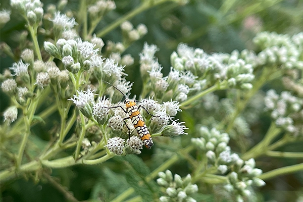 Boneset Boneset