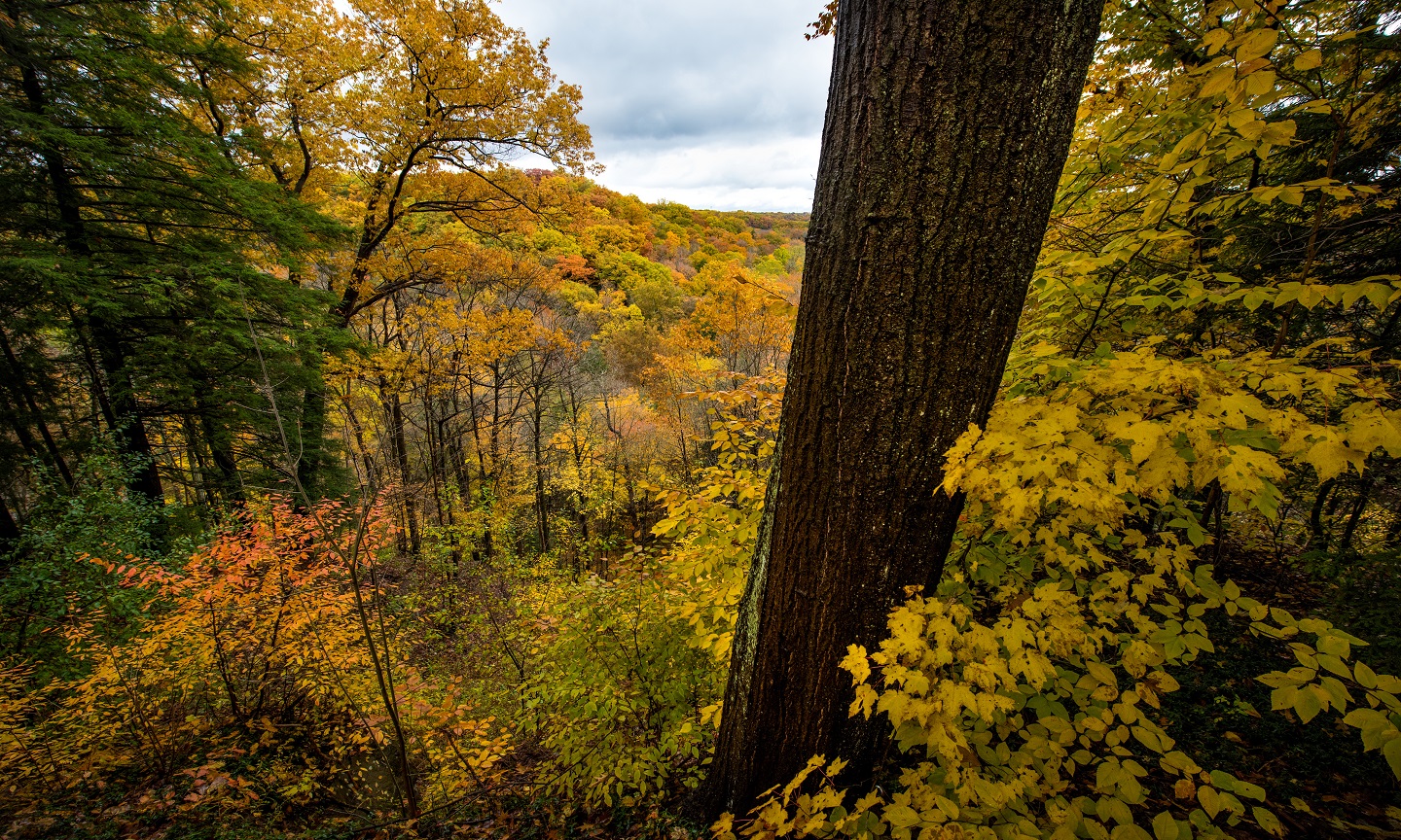 falltreessocialthumnail.jpg