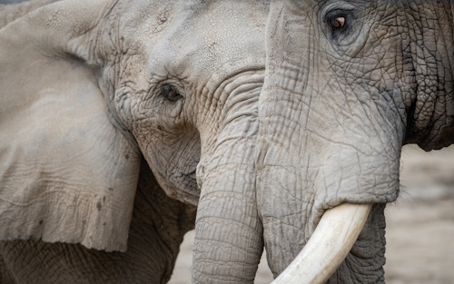 African-Elephant-Crossing.jpg
