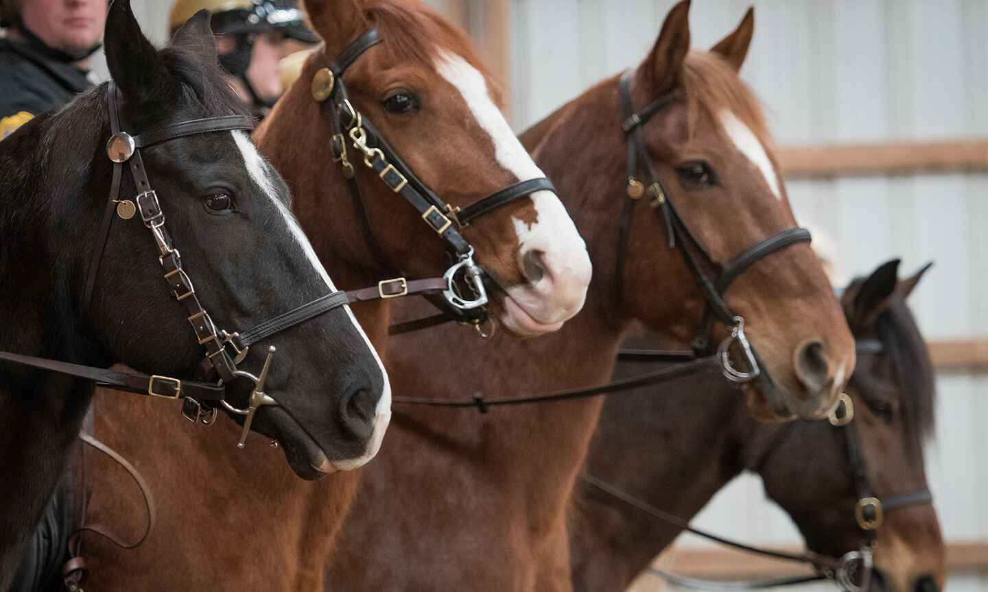 mounted_small.jpg