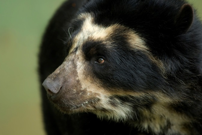FFW-A-Bear-header-image.jpg