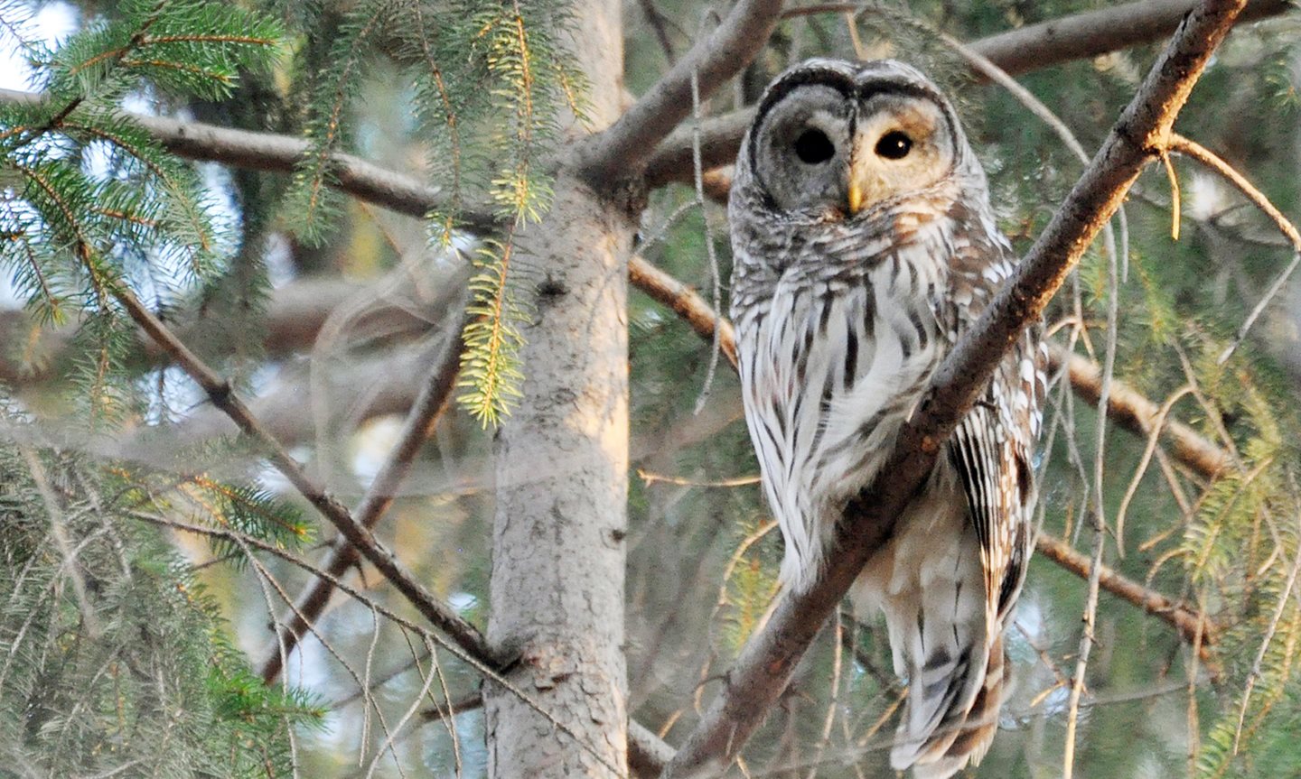 BarredOwl_Brumfield_carousel_1.jpg