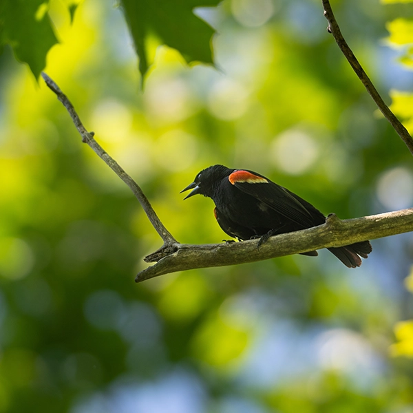 Bird.webp