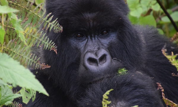 gorilla.jpg