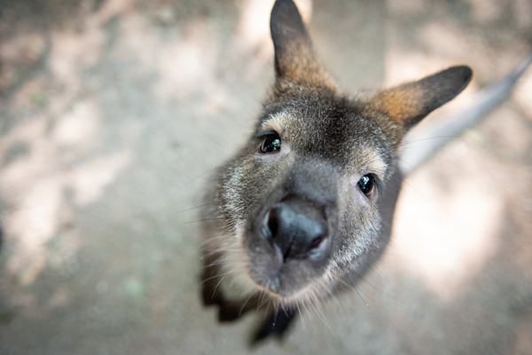 kangaroo.jpg