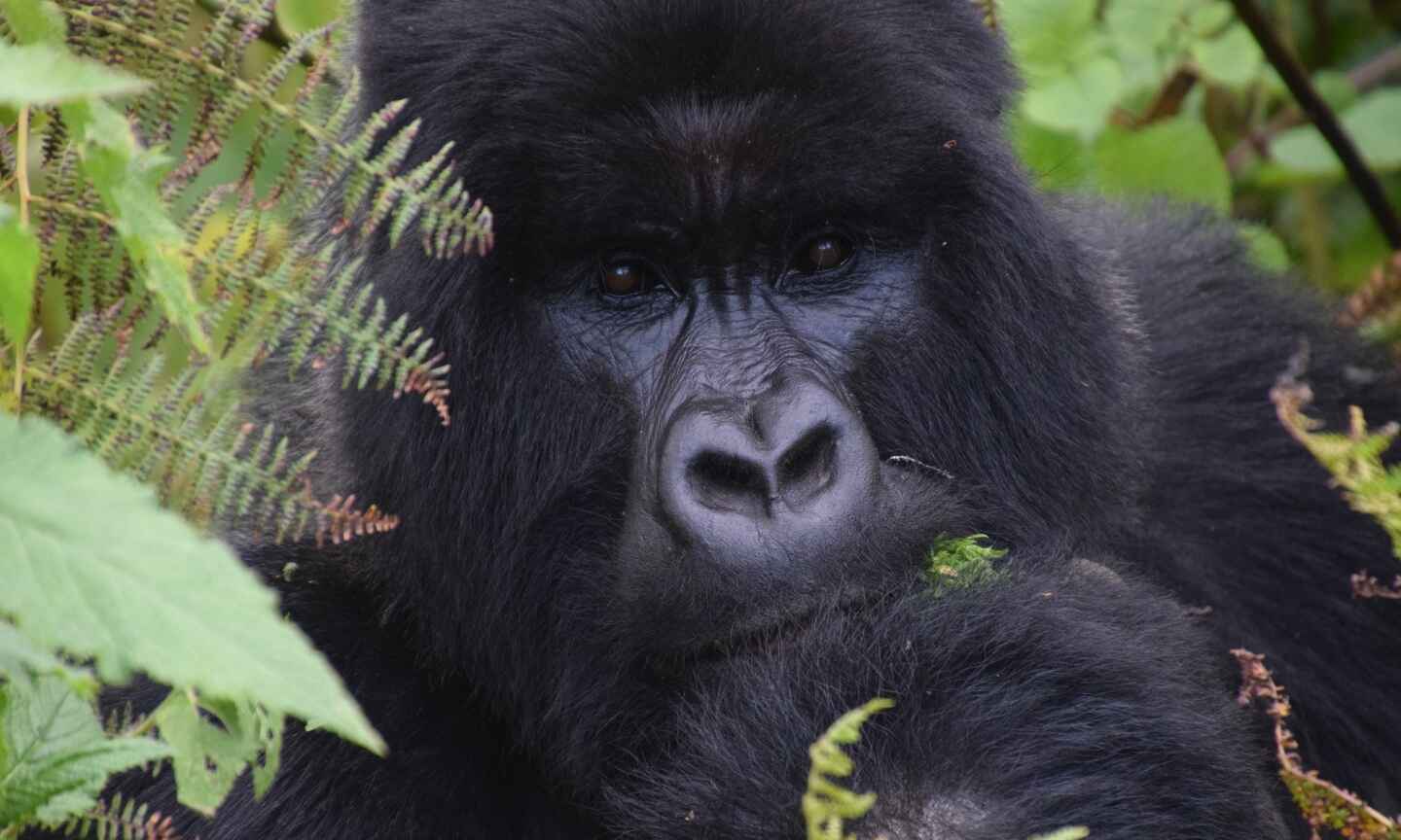 GorillaEarthDay.jpg