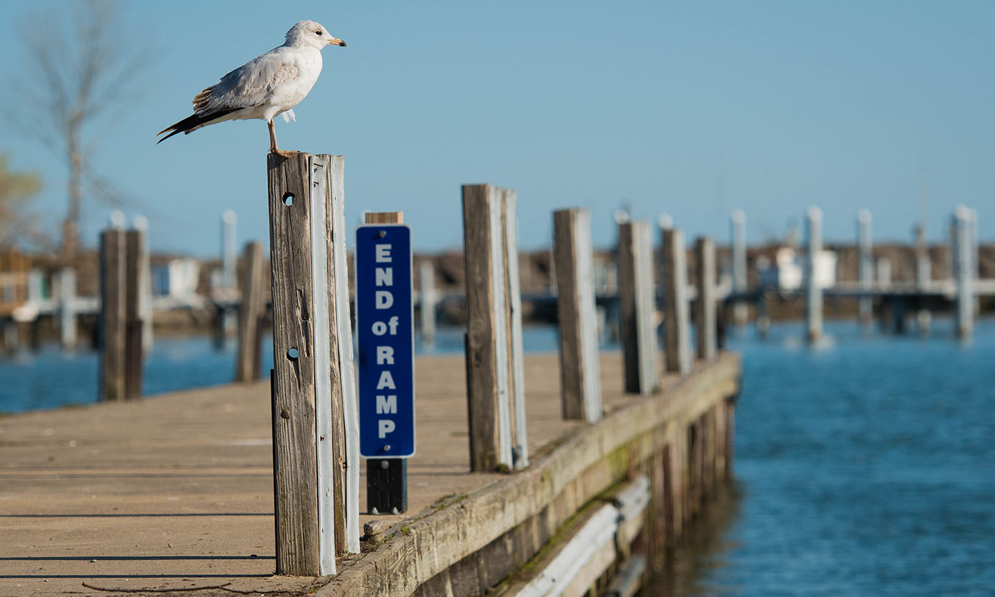 Wildwood Marina and Cafe