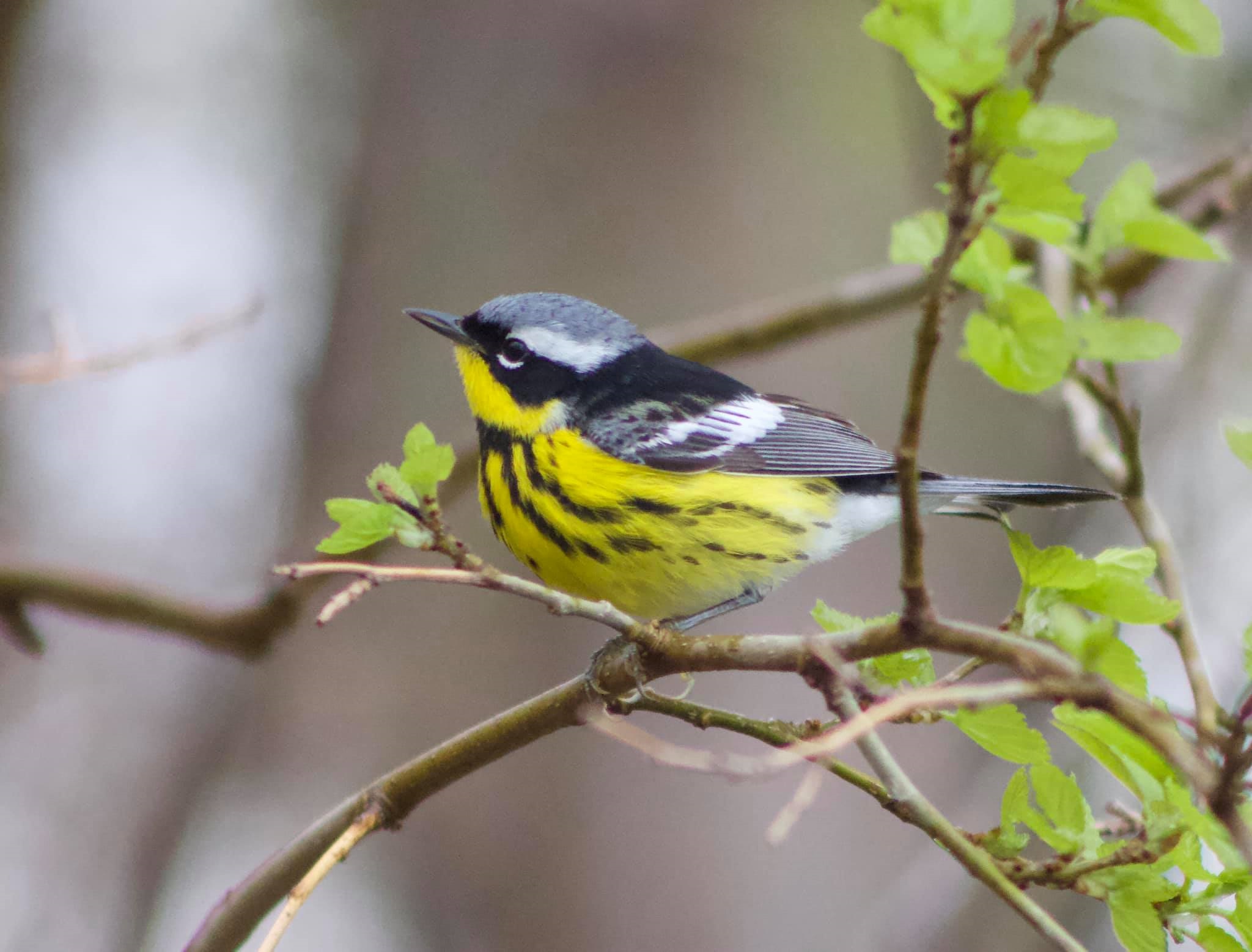 Magnolia Warbler