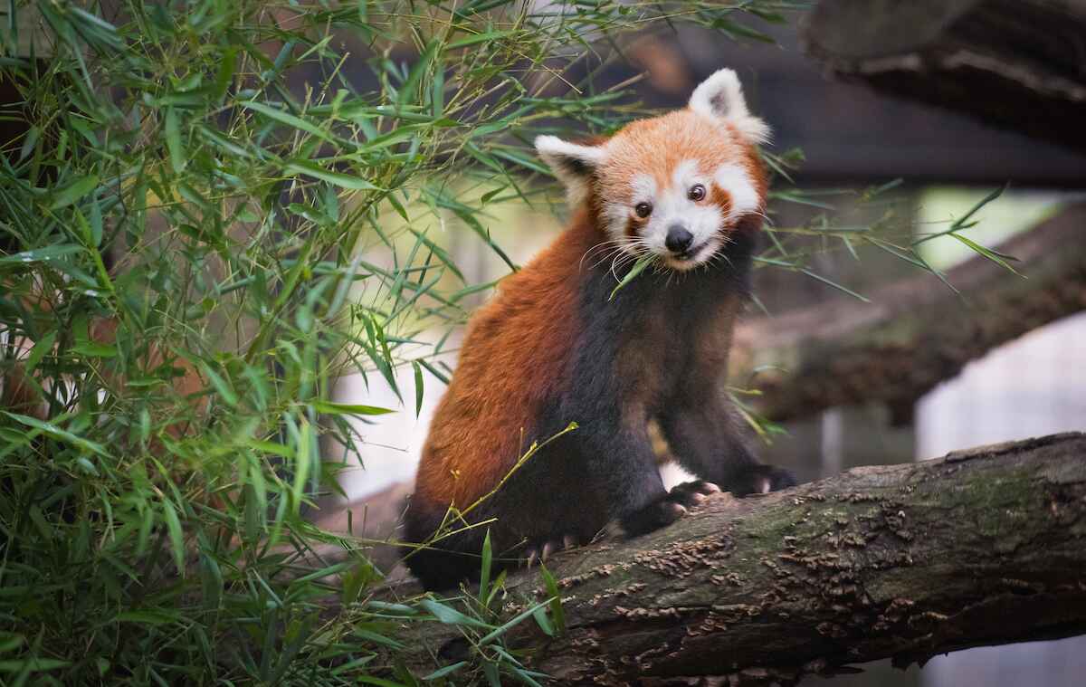 AH-Red-Panda.jpg