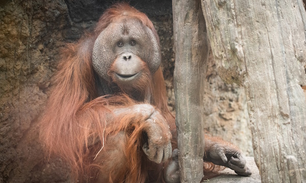 Orangutan.jpg