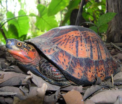 FFW-Asian-turtle-header-image.jpg