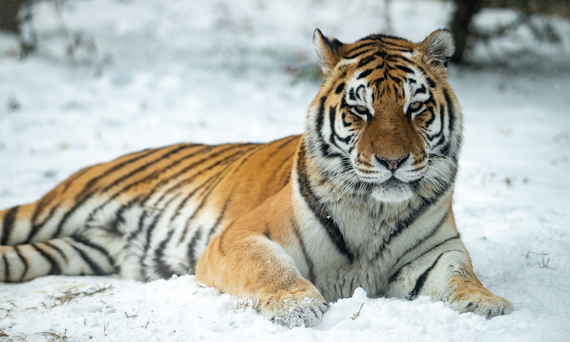 Tiger.jpg
