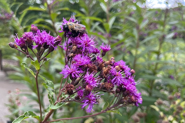 New York Ironweed.webp