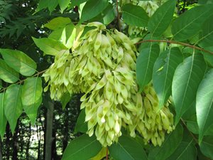 IMG_0524_ceh.JPG