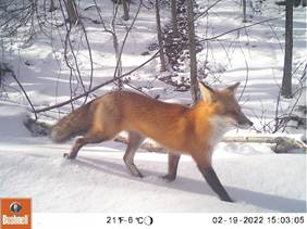 fox.png