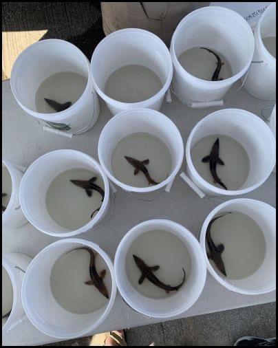 10-9-25-sturgeon-fest-15.jpg