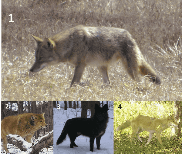 Coyote.png Coyote.png