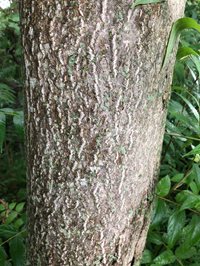 ailanthus_bark_sre.jpg