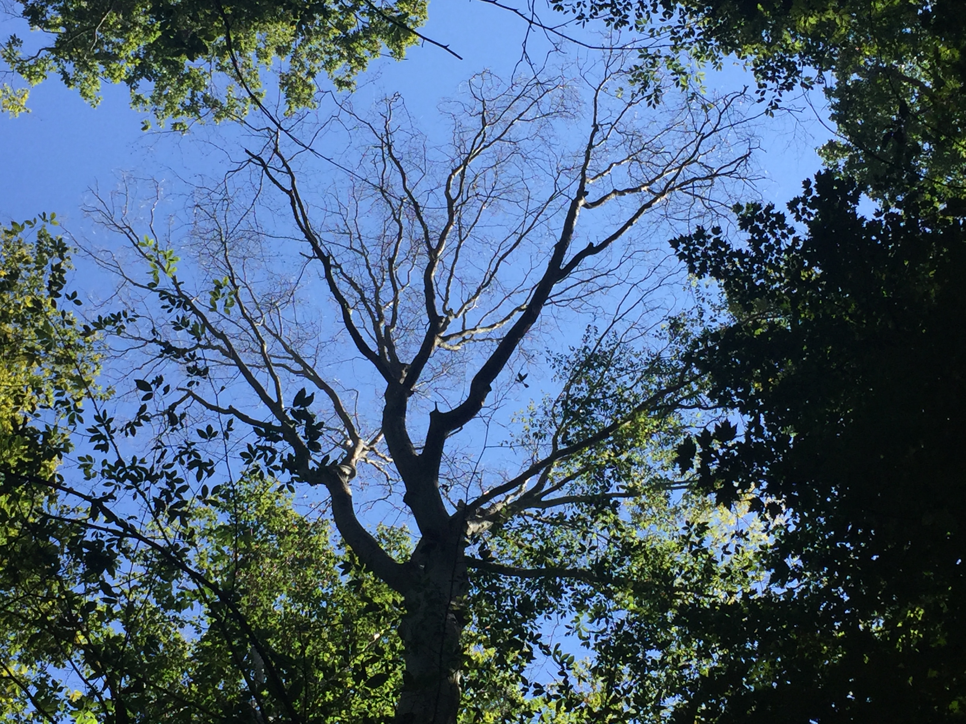 canopy-pict.JPG