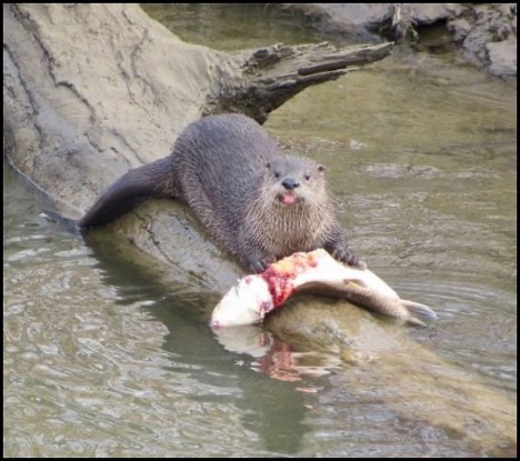 3-20-25-river-otter.jpg