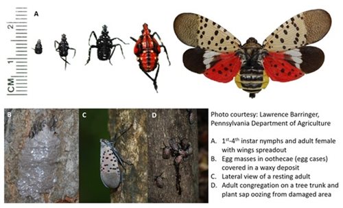 lanternfly-ident.jpg