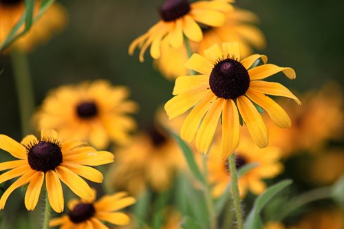 Black-Eyed-Susans-Kurt-Grening.jpg Black-Eyed-Susans-Kurt-Grening.jpg