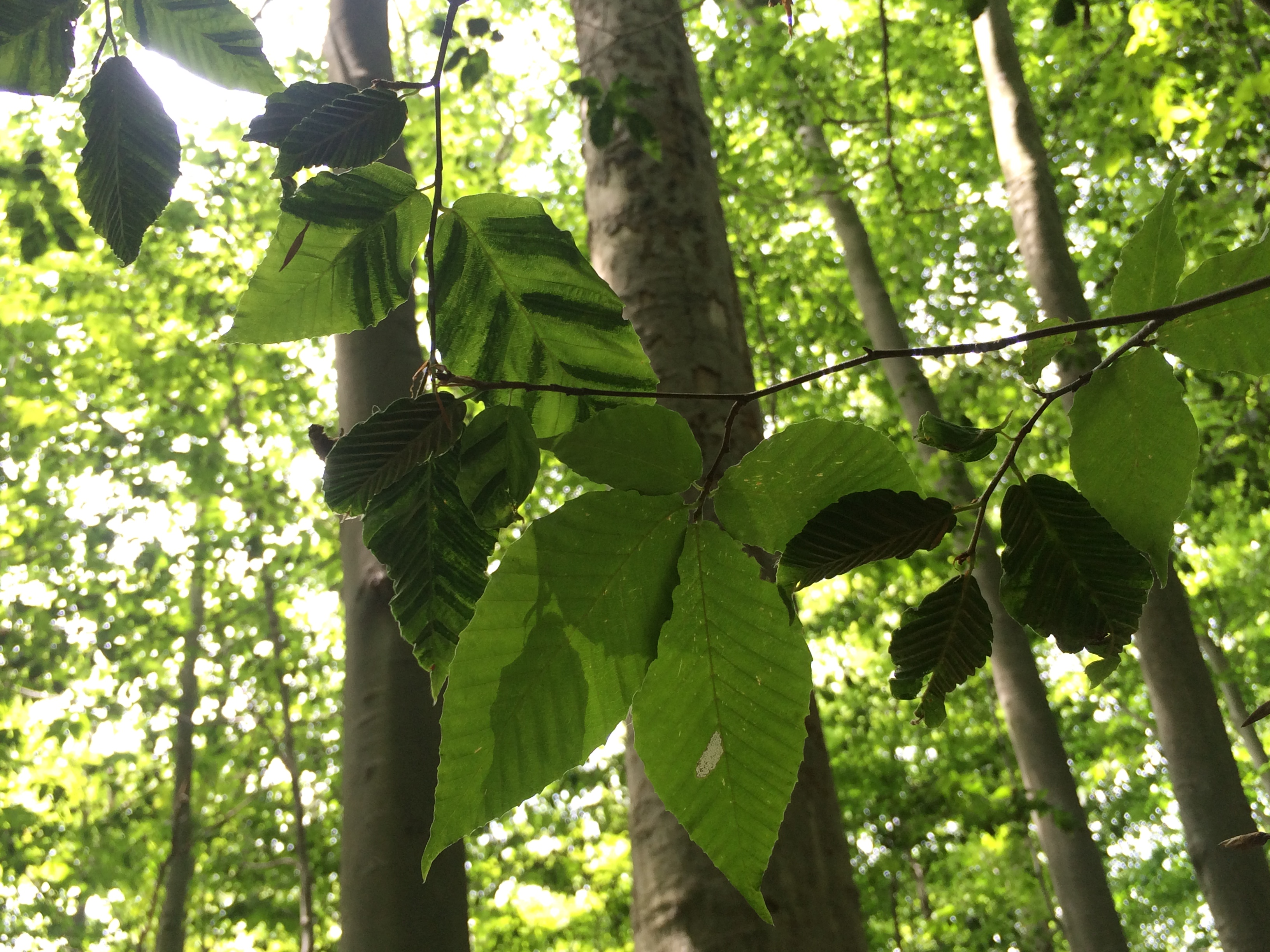 Leaf-pict.JPG