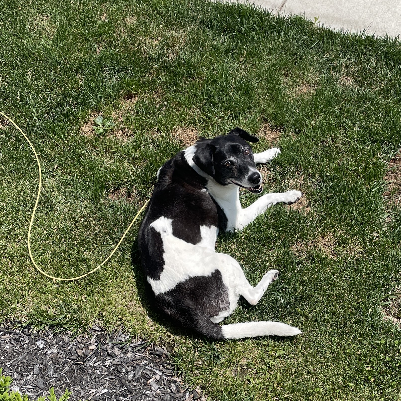 Daisy-Malizio.jpg