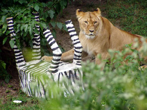lion-enrichment.jpg