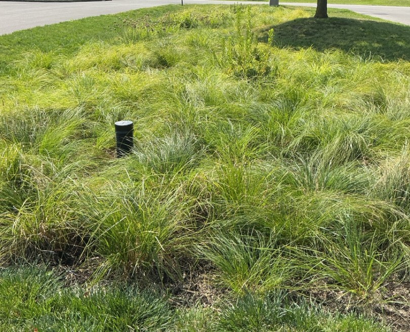 Euclid-Beach-bioretention-basin-August-2025_crop.jpg