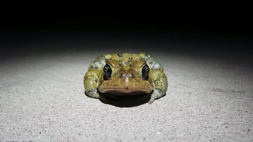 A solitary frog perched on the ground at night, illuminated by soft moonlight in a tranquil setting.