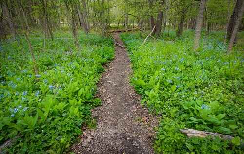 KCL_114-(1).jpg A serene woodland trail adorned with vibrant blue flowers, inviting exploration and appreciation of nature's beauty.