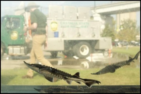 10-9-25-sturgeon-fest-3.jpg