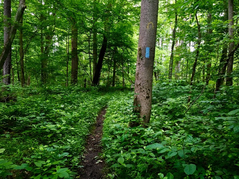 ForestPath.jpg