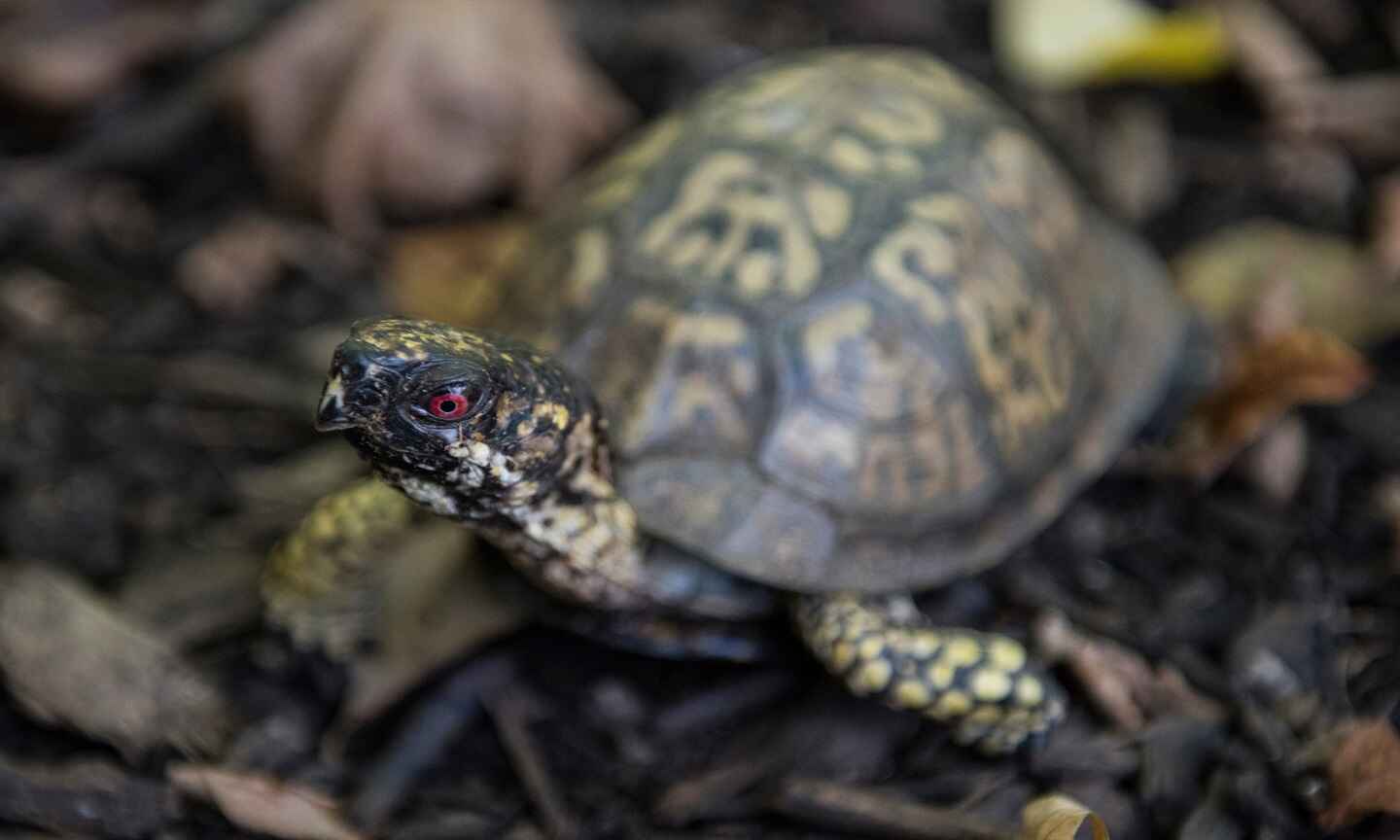 Turtle.jpg Turtle.jpg