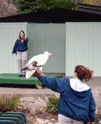ccphiltraining2.gif