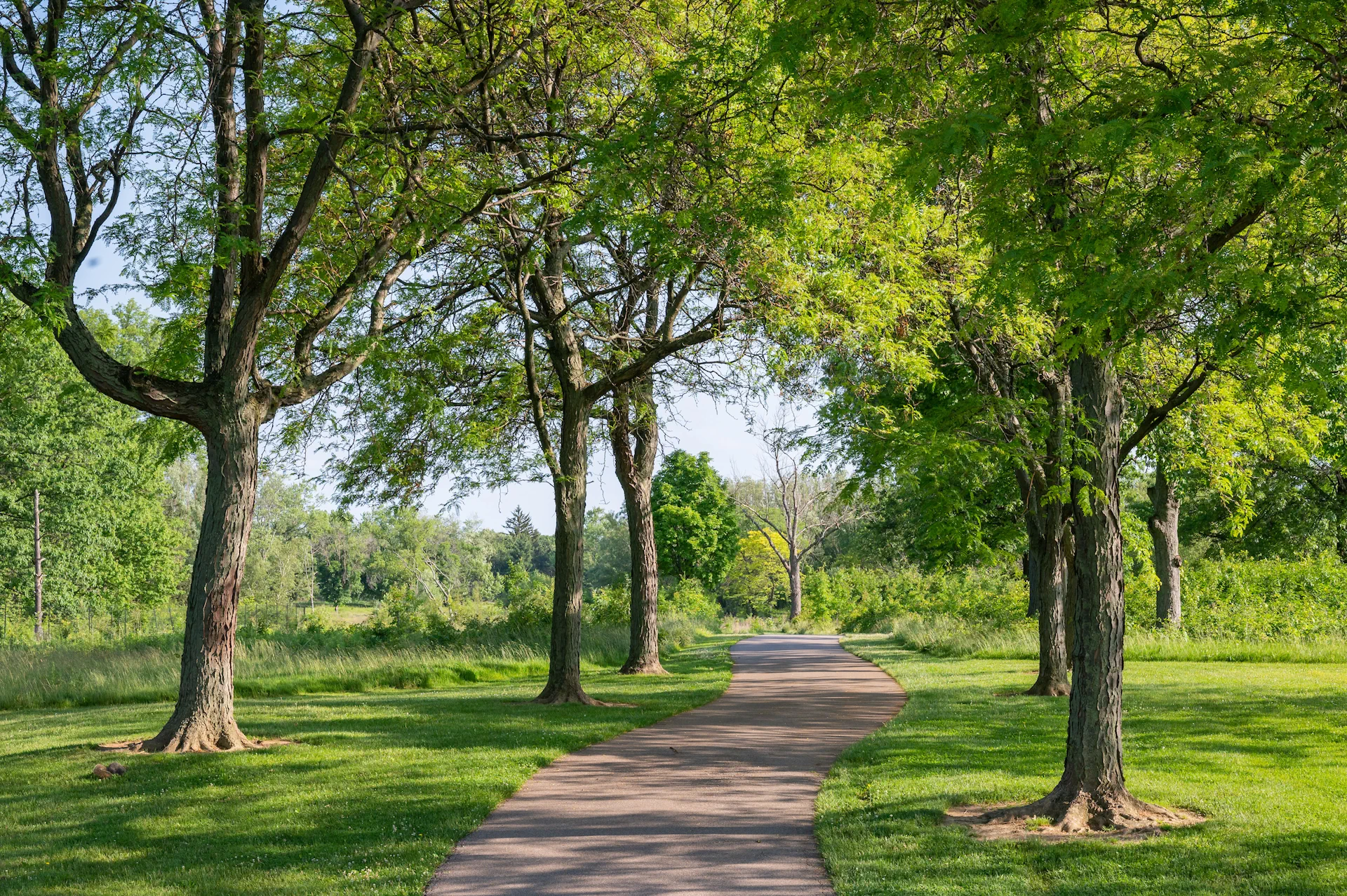 Pathway through a lush green forest with tall trees and dappled sunlight, ideal for nature walks and outdoor exploration.