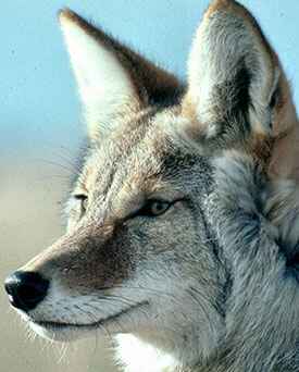 coyote_img.jpg coyote