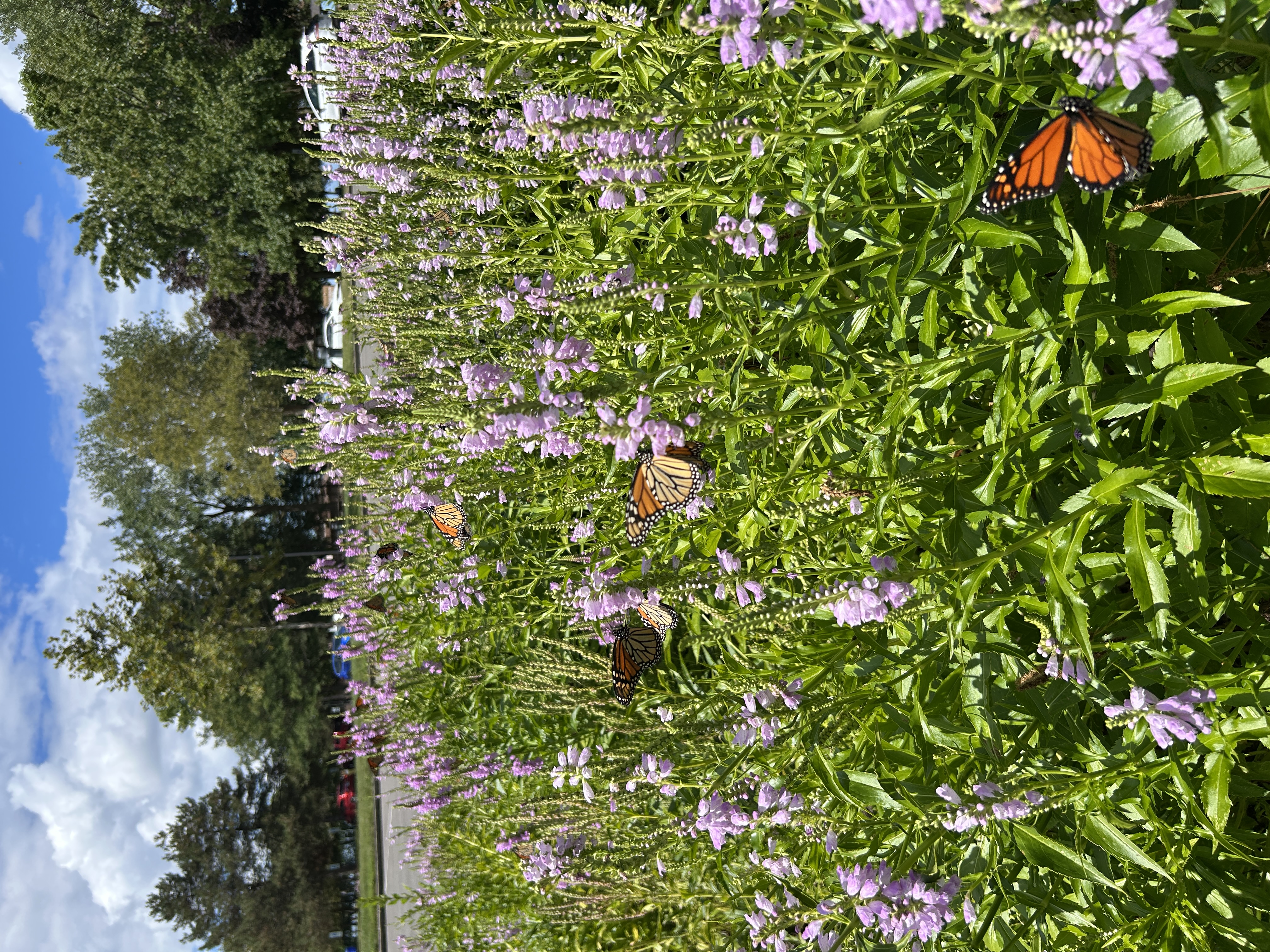 Monarch-Butterflies-at-Euclid-Beach-bioretention.JPEG